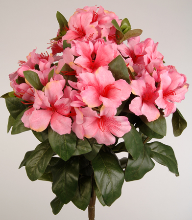 Rhododendron